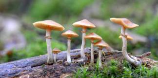 Silo Wellness lançará linha de cogumelos com micro-dosagem psicodélica sob a marca Bob Marley