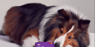 Nubank e Zee.Dog lançam brinquedo para cachorro
