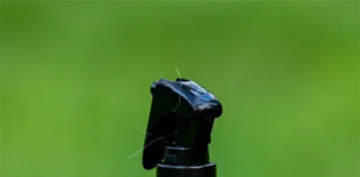 Rainha Elizabeth lança perfume para cães que cheira a ‘passeios costeiros’