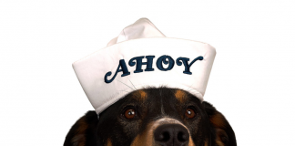 Petsmart está lançando coleção de Stranger Things