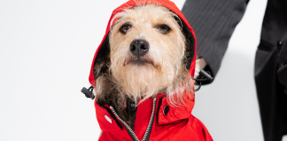 Petlove lança parceria com La Casa de Papel