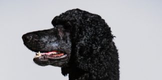 Petlove anuncia parceria inédita com a NBA no Brasil