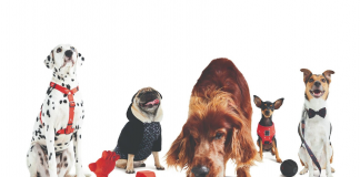 Reserva lança produtos pet com a Petlove