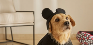 Casa Riachuelo reforça linha PETS com coleção especial em parceria com a Disney