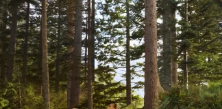 Airbnb prepara experiência para passar uma noite no Pântano do Shrek