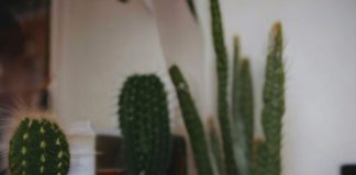 Lançamento Gustavo Rosa