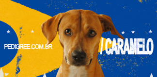 PEDIGREE® lança campanha de reconhecimento dos Vira-Lata Caramelo e cães Sem Raça Definida