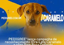 Reconhecimento dos vira-latas caramelos e cães sem raça definida