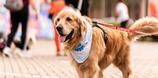 GoldeN ArraiAU acontece no Mooca Plaza Shopping com programação para os pets