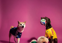 adidas lança coleção da Copa para pets