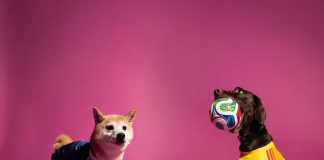 adidas lança coleção da Copa para pets