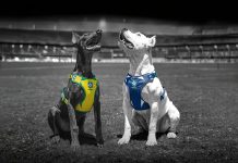 CBF e FreeFaro apresentam linha da Seleção Brasileira para pets