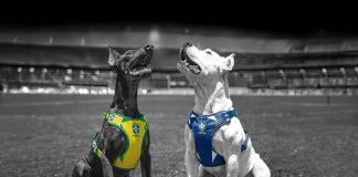CBF e FreeFaro apresentam linha da Seleção Brasileira para pets