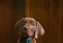 Netflix revela primeira imagem de Scooby-Doo em nova série live-action