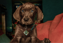 Scooby-Doo: A Origem encerra gravações e estreia em 2027 na Netflix