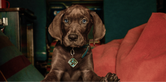 Scooby-Doo: A Origem encerra gravações e estreia em 2027 na Netflix